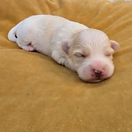Bandit - Cream male Havapoo puppy in Sheridan, Wyoming from Little Wyo Doodles