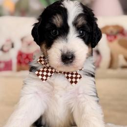Tuxedo - Black tri-color male Aussiedoodle puppy in Dickerson, Maryland from Pawsome Aussie Doodles and Oodles