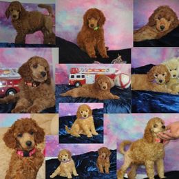 Poodle Puppies from Moyen Majestic Embrace