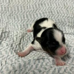 Diamond - Parti female Yorkshire Terrier puppy in Augusta, Georgia from Melissa's Paw Impressions