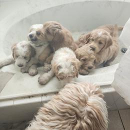 Goldendoodle Puppies from Costa's Curly Canines