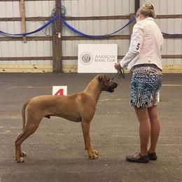 Slick - Rhodesian Ridgeback