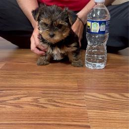 Girl 2 - Black and tan female Yorkshire Terrier puppy in Brackenridge, Pennsylvania from Russell Puppies