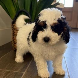 Orange Boy - Black and white male Bernedoodle puppy in Fort Gibson, Oklahoma from Waggle Doodles