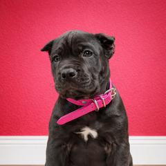 Molosser (Bully x) Puppies from Monumental Mastiffs
