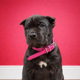 Molosser (Bully x) Puppies from Monumental Mastiffs