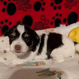 Dark chocolate and sable Parti male 4 - Chocolate, tan and white male Yorkshire Terrier puppy in Gatesville, Texas from KontryKritterz Yorkies