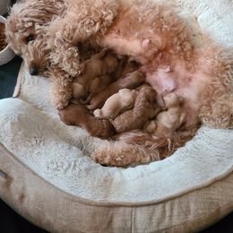 Goldendoodle Puppies from Hush Doodles