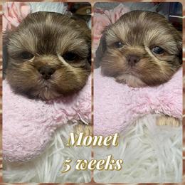 Monet - Liver and white female Shih Tzu puppy in Coolidge, Arizona from Shih Tzu’s  ‘N’ Love