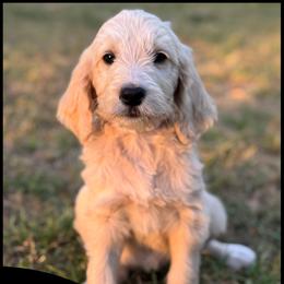 Treasure - Apricot female Goldendoodle puppy in Angier, North Carolina from A Breed Above Kennels