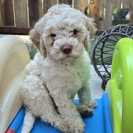 Milan - Off-white Lagotto Romagnolo puppy in California from Harper's Lagotti