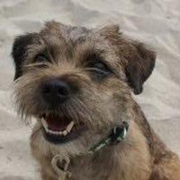 Border Terriers from Fortune Farms