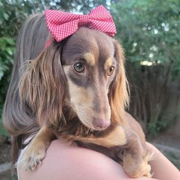 Arwen - Dachshund