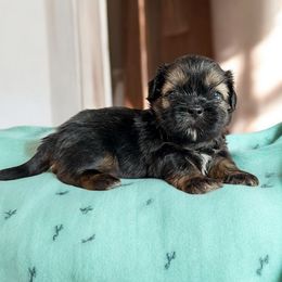 AKC-Prime - Brindle and white Shih Tzu puppy in Mooresville, North Carolina from Juji Shih Tzu