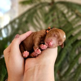 Australian Labradoodle Puppies from Honeybee Hills Australian Labradoodles