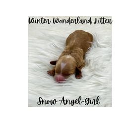Australian Labradoodle Puppies from Jellybelly Australian Labradoodles
