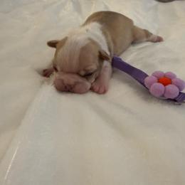 Snowcream - Lilac female Boston Terrier puppy in Richburg, South Carolina from Hidden Valley Bostons