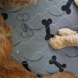 Poodle Puppies from Derby Family Poodle