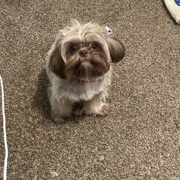 Sage - Shih Tzu