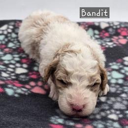 Bandit - Red male Bernedoodle puppy in Neillsville, Wisconsin from Granton Creek