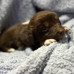 Ralphie - Red tri-color male Australian Shepherd puppy in Butler, Georgia from Aussies at Howling Hill Farm