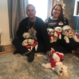 Shih Tzu Puppies from Sarayas Shih Tzus