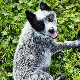 Australian Cattle Dogs from Lazy I Cattle Dogs