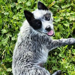 Australian Cattle Dogs from Lazy I Cattle Dogs