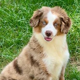 Biscuit - Red merle male Miniature American Shepherd puppy in Covington County, Alabama from Sweetbay Aussies/ Miniature American Shepherds