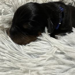 Rottweiler Puppies from Khaotic Rottweilers