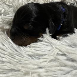 Rottweiler Puppies from Khaotic Rottweilers