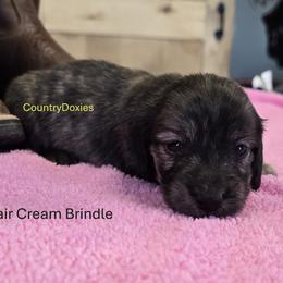 Dark cream brindle - Brindle female Dachshund puppy in Cedar City, Utah from Country Doxies
