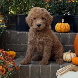 Apple - Red  female Goldendoodle puppy in Milan, Tennessee from Twin Oak Goldendoodles