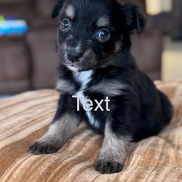 Dexter - Black tri female Miniature Australian Shepherd puppy in Cave Creek, Arizona from Arizona Aussies