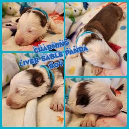 Charming - Panda male German Shepherd puppy in Los Lunas, New Mexico from Mali's German Shepherds