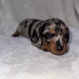 Boy 3 - Dapple male Dachshund puppy in Cincinnati, Ohio from Tabs Teenie Weenies 🌭
