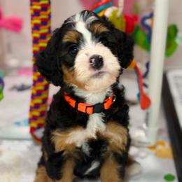 Gigi - Tri-color female Bernedoodle puppy in Yuciapa, California from AlltheDoodlez_