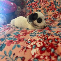Girl 4 - Piebald female Dachshund puppy in Stilwell, Oklahoma from Bidding Creek Dachshunds