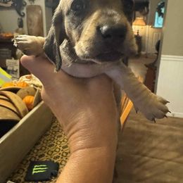 Sable Girl 3 - Sable female Dachshund puppy in Michigan from Amberly's Dachshunds