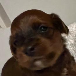 Blue boy - Red brindle male Havapoo puppy in Arlington, Washington from Havanese With Love Breeding Co.