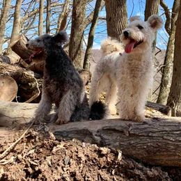 Pumi All Grown Up from Catskill Pumi