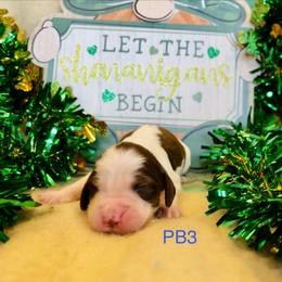 PB3 - Red and white male English Springer Spaniel puppy in Britton, South Dakota from K&S Canines
