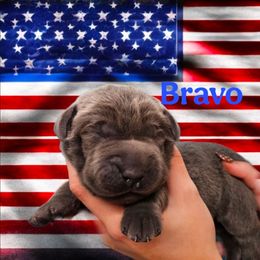 Bravo - Charcoal male Dilute Retriever puppy in Sidney, Nebraska from Nebraska Strong Labradors