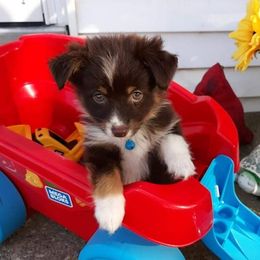 Australian Shepherds and German Shepherds from Zehn Meile Shepherds