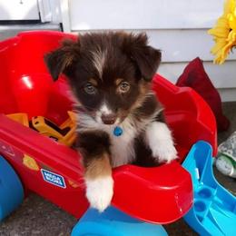 Australian Shepherds and German Shepherds from Zehn Meile Shepherds