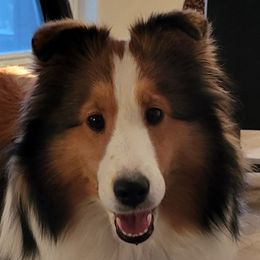 Ada - Shetland Sheepdog
