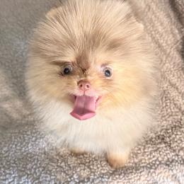 Milkway - Chocolate merle male Pomeranian puppy in Coleman, Oklahoma from Pretty Poms