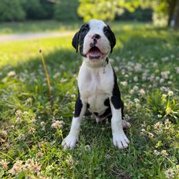 Boy 4 - Brindle male Boxer puppy in Prestonsburg, Kentucky from Bre’s Boxers
