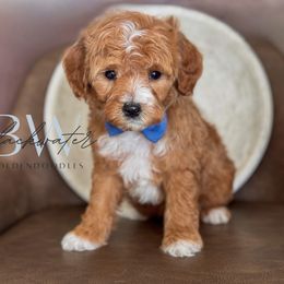 Briar - Red  male Goldendoodle puppy in Amarillo, Texas from Blackwater Doodles