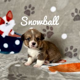Pembroke Welsh Corgi Puppies from At Ease Acres